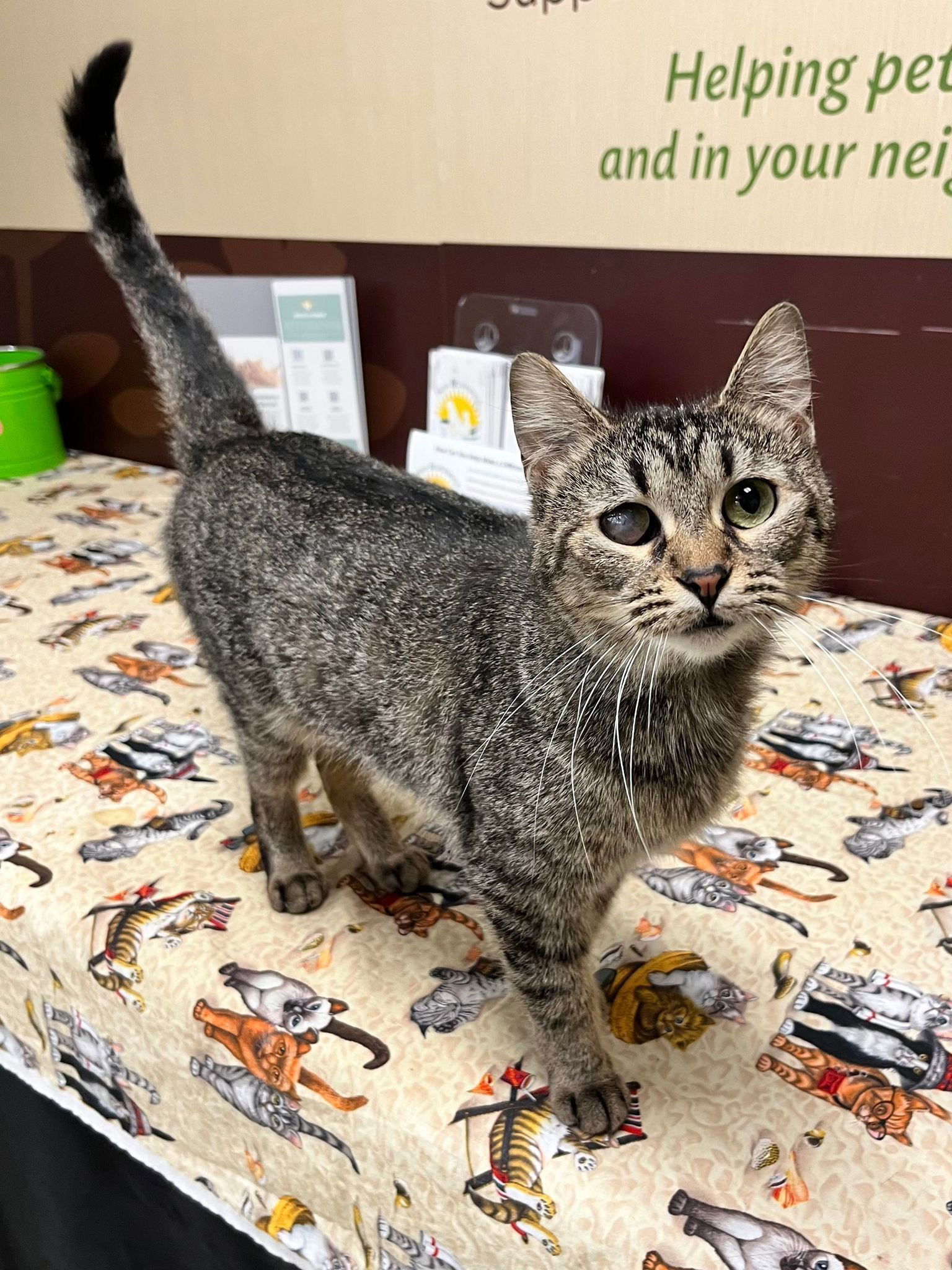 Dawn, an adoptable American Shorthair, Domestic Short Hair in Southaven, MS, 38672 | Photo Image 2