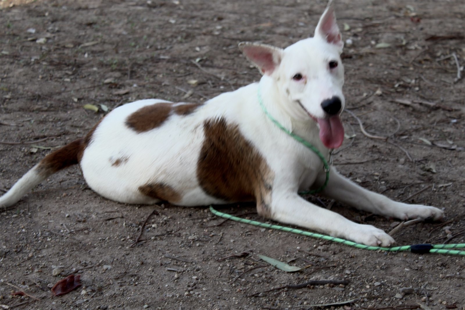 Ariel, an adoptable Bull Terrier, Pit Bull Terrier in El Centro, CA, 92243 | Photo Image 1