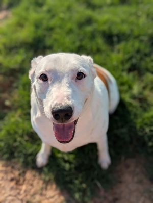 Ariel, Young Female Bull Terrier