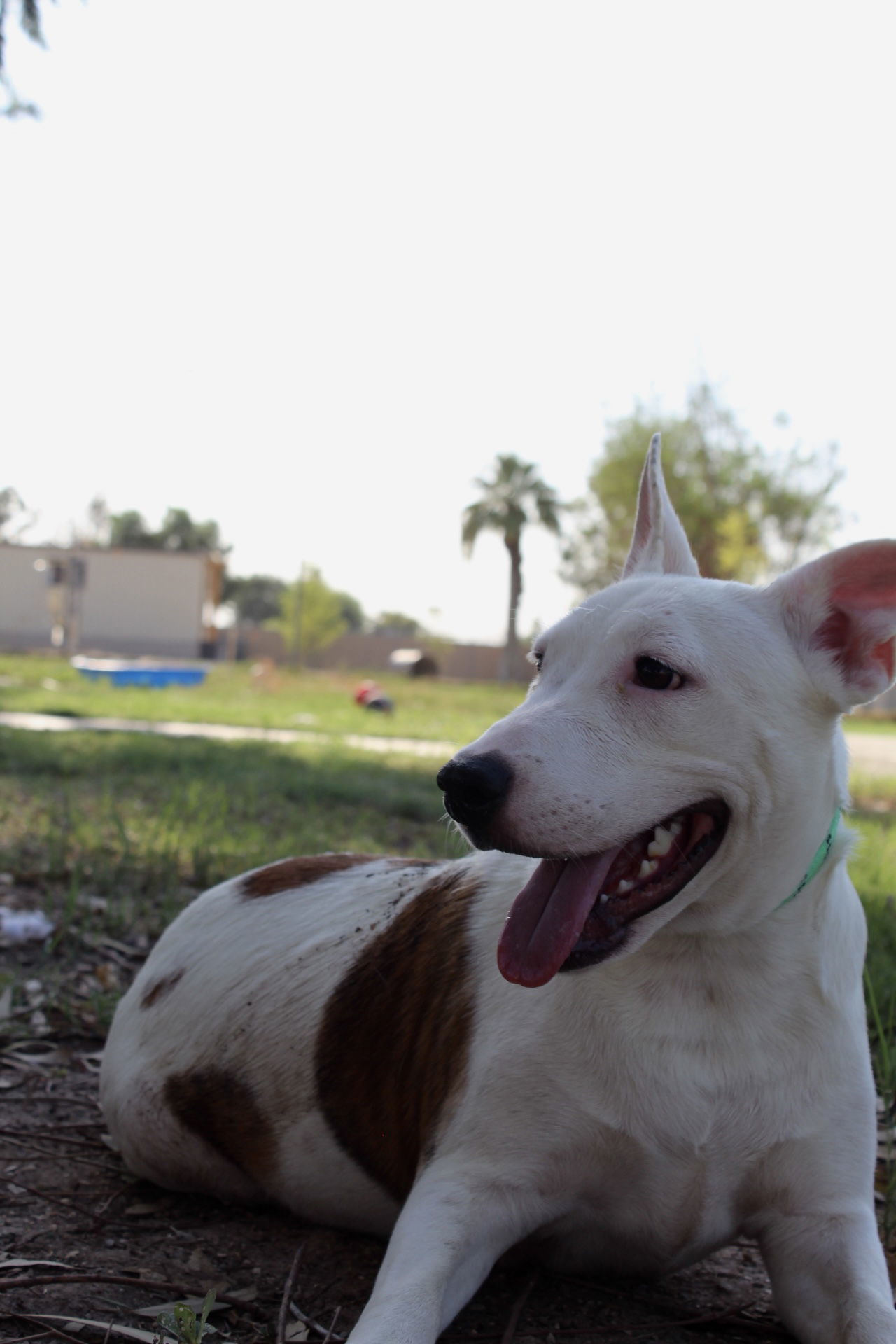 Ariel, an adoptable Bull Terrier, Pit Bull Terrier in El Centro, CA, 92243 | Photo Image 2