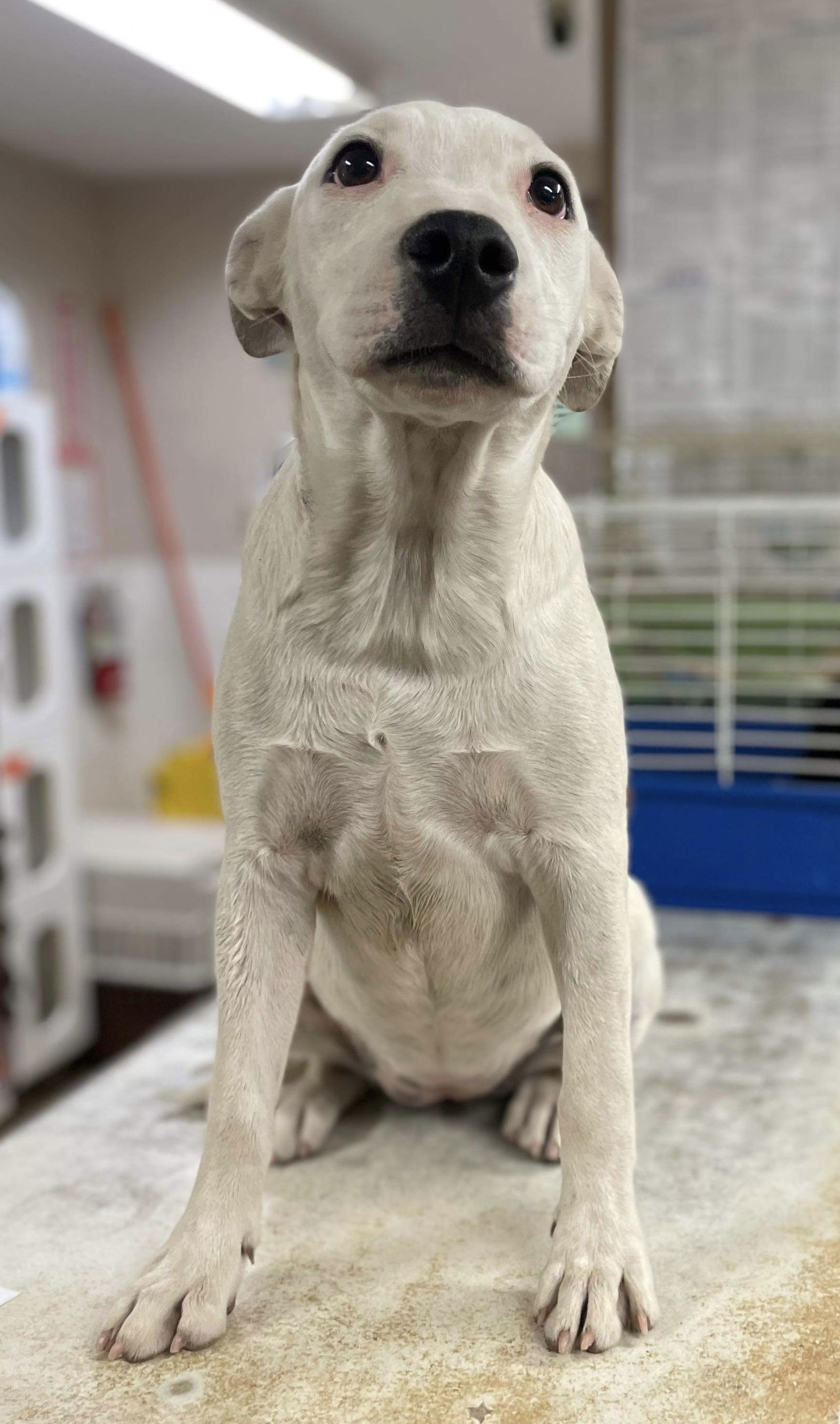 Ariel, an adoptable Bull Terrier, Pit Bull Terrier in El Centro, CA, 92243 | Photo Image 3