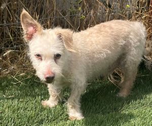 Reginald is a bit of a shy guy rescued from La shelter in the nick of time Cute as a