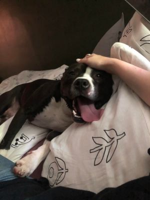 Tom, Adult Male Terrier