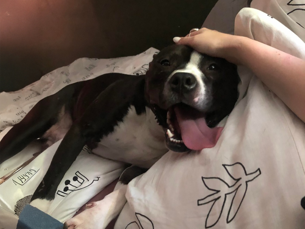 Tom, an adoptable Terrier in Raleigh, NC, 27512 | Photo Image 1