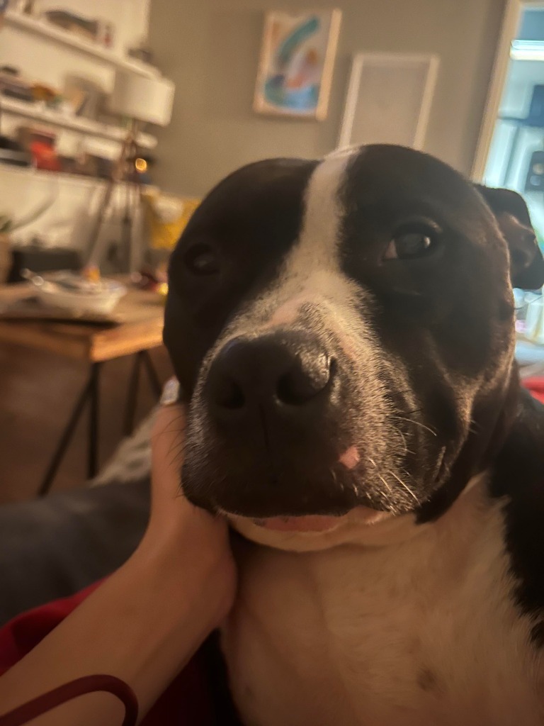 Tom, an adoptable Terrier in Raleigh, NC, 27512 | Photo Image 2