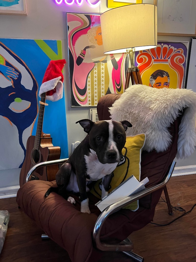 Tom, an adoptable Terrier in Raleigh, NC, 27512 | Photo Image 3