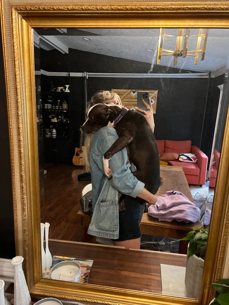 Tom, an adoptable Terrier in Raleigh, NC, 27512 | Photo Image 4