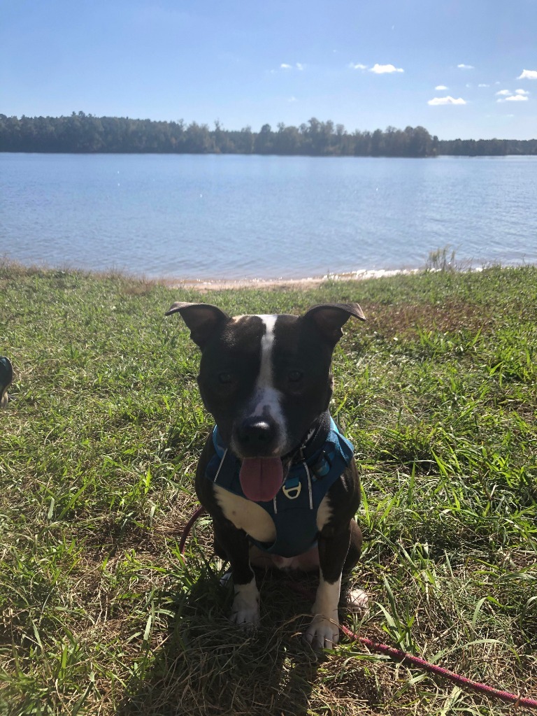 Tom, an adoptable Terrier in Raleigh, NC, 27512 | Photo Image 5
