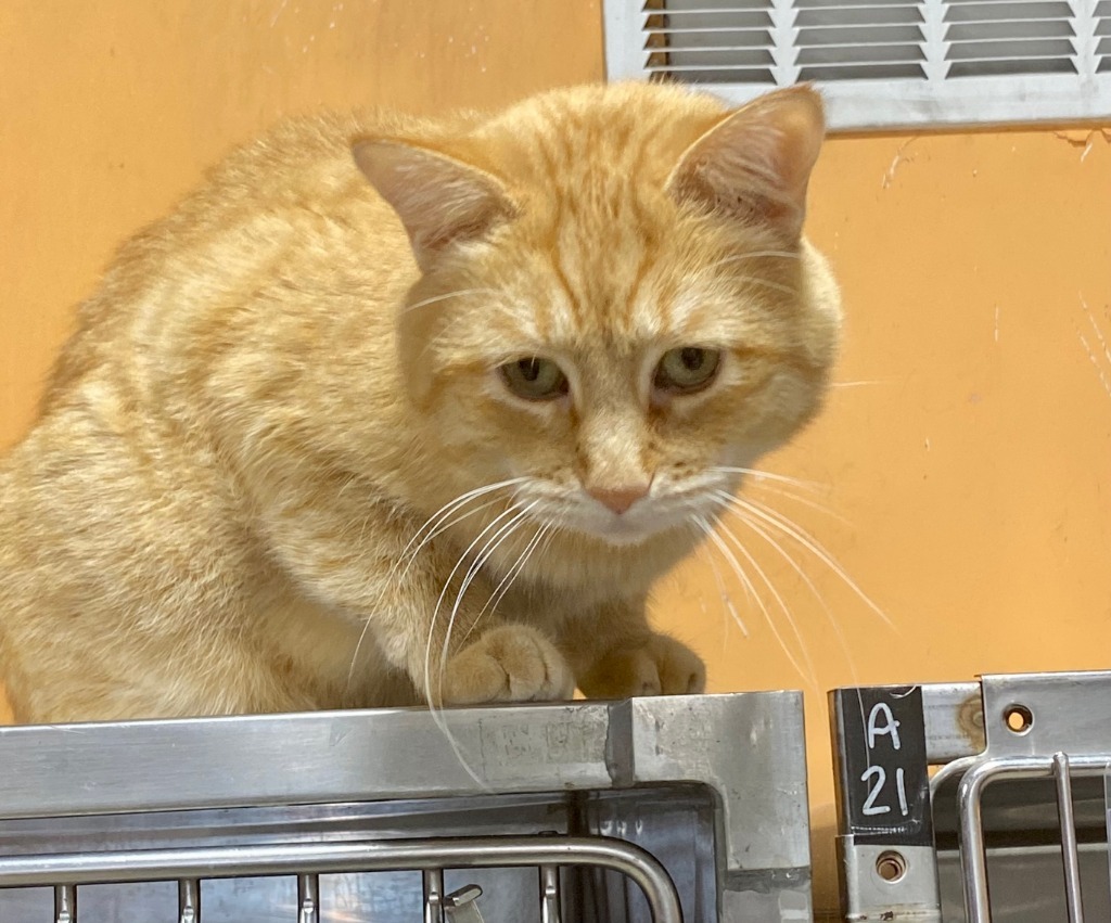 Mel / CJ II, an adoptable Domestic Short Hair in Fort Lupton, CO, 80621 | Photo Image 2