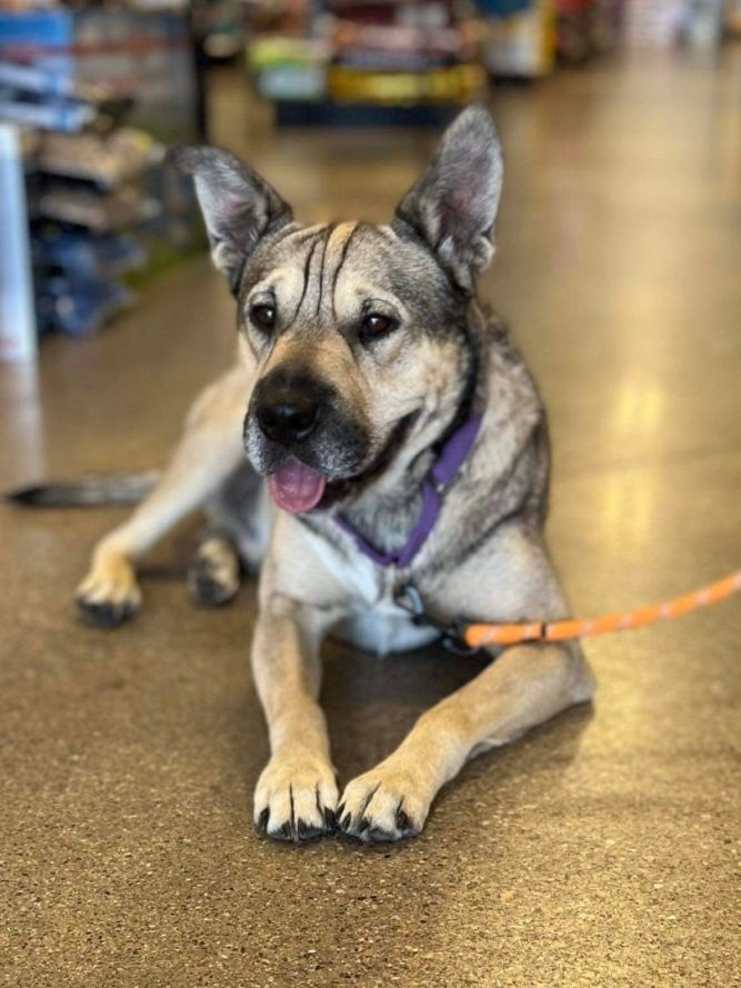 Dog for adoption Chinook a Shar Pei German Shepherd Dog Mix