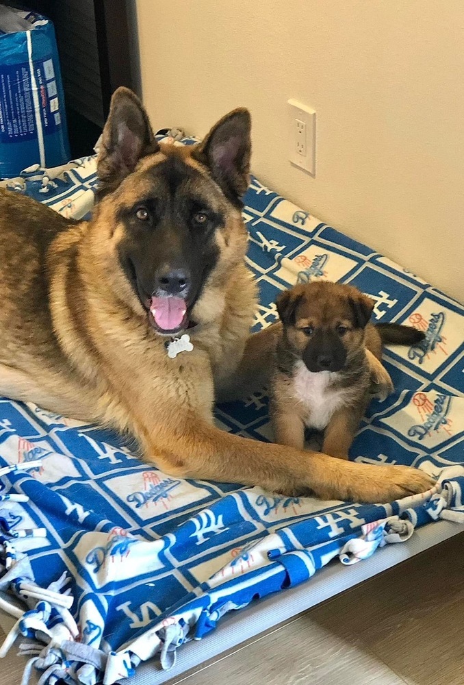 Akita and german hot sale shepherd mix puppies