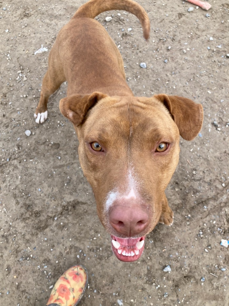 Nike, an adoptable Pit Bull Terrier in Pahrump, NV, 89048 | Photo Image 1