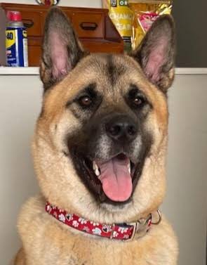 Dog for adoption - Aki, an Akita in Jacksonville, FL | Petfinder