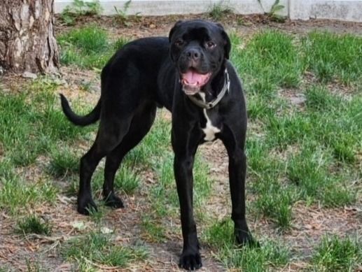 Ernie, an adoptable Rottweiler, American Bulldog in Grand Island, NE, 68801 | Photo Image 1