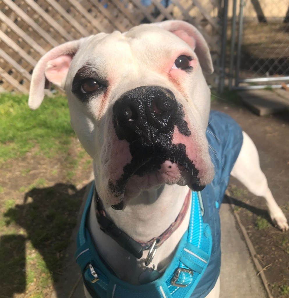 Odie Cakes, an adoptable Boxer in Hampton, VA, 23666 | Photo Image 1