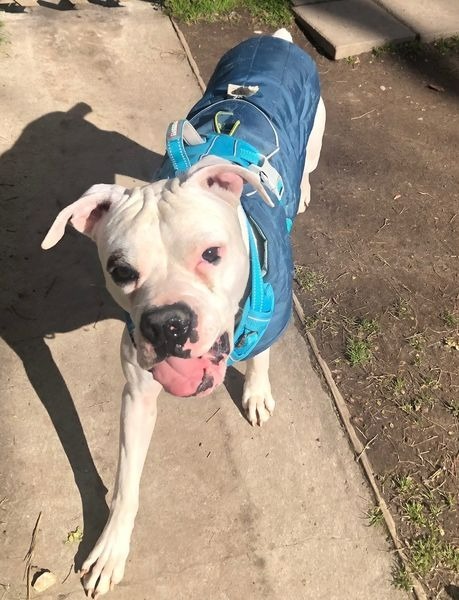 Odie Cakes, an adoptable Boxer in Hampton, VA, 23666 | Photo Image 2