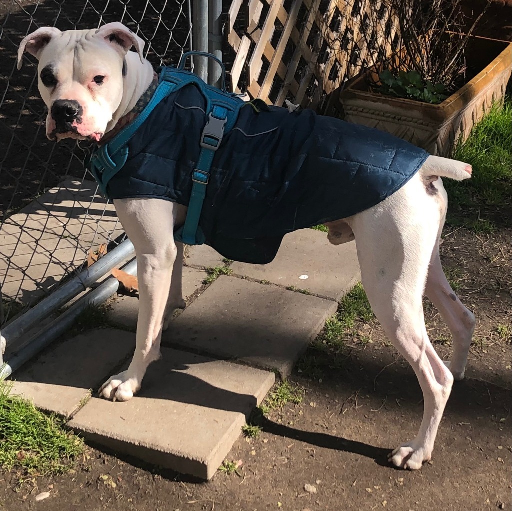 Odie Cakes, an adoptable Boxer in Hampton, VA, 23666 | Photo Image 3