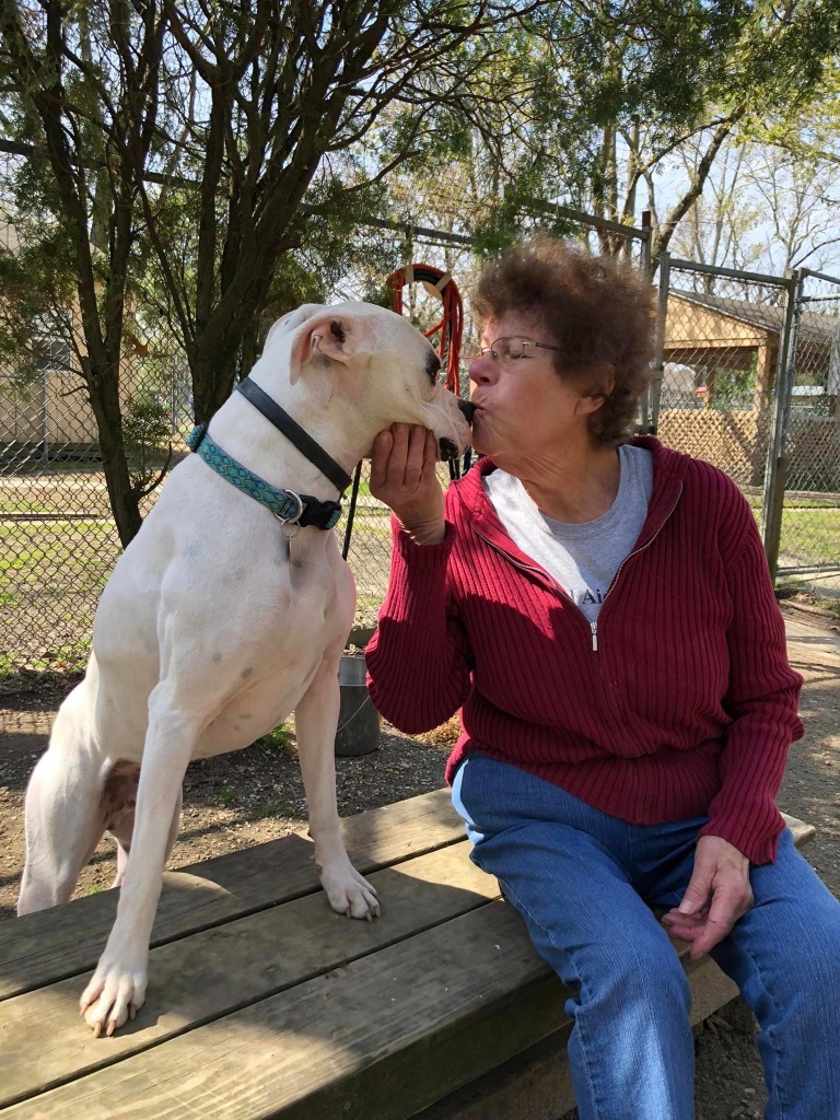 Odie Cakes, an adoptable Boxer in Hampton, VA, 23666 | Photo Image 5