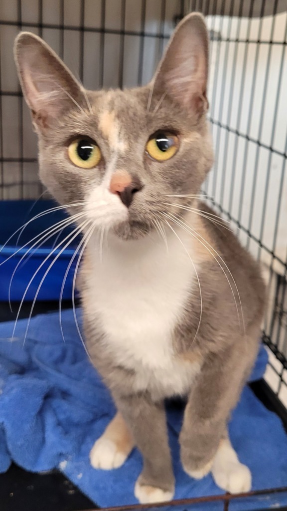 Pixie, an adoptable Domestic Short Hair in Darlington, SC, 29532 | Photo Image 1