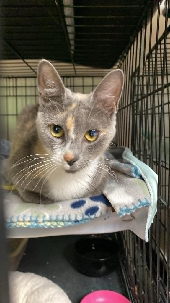 Pixie, an adoptable Domestic Short Hair in Darlington, SC, 29532 | Photo Image 2