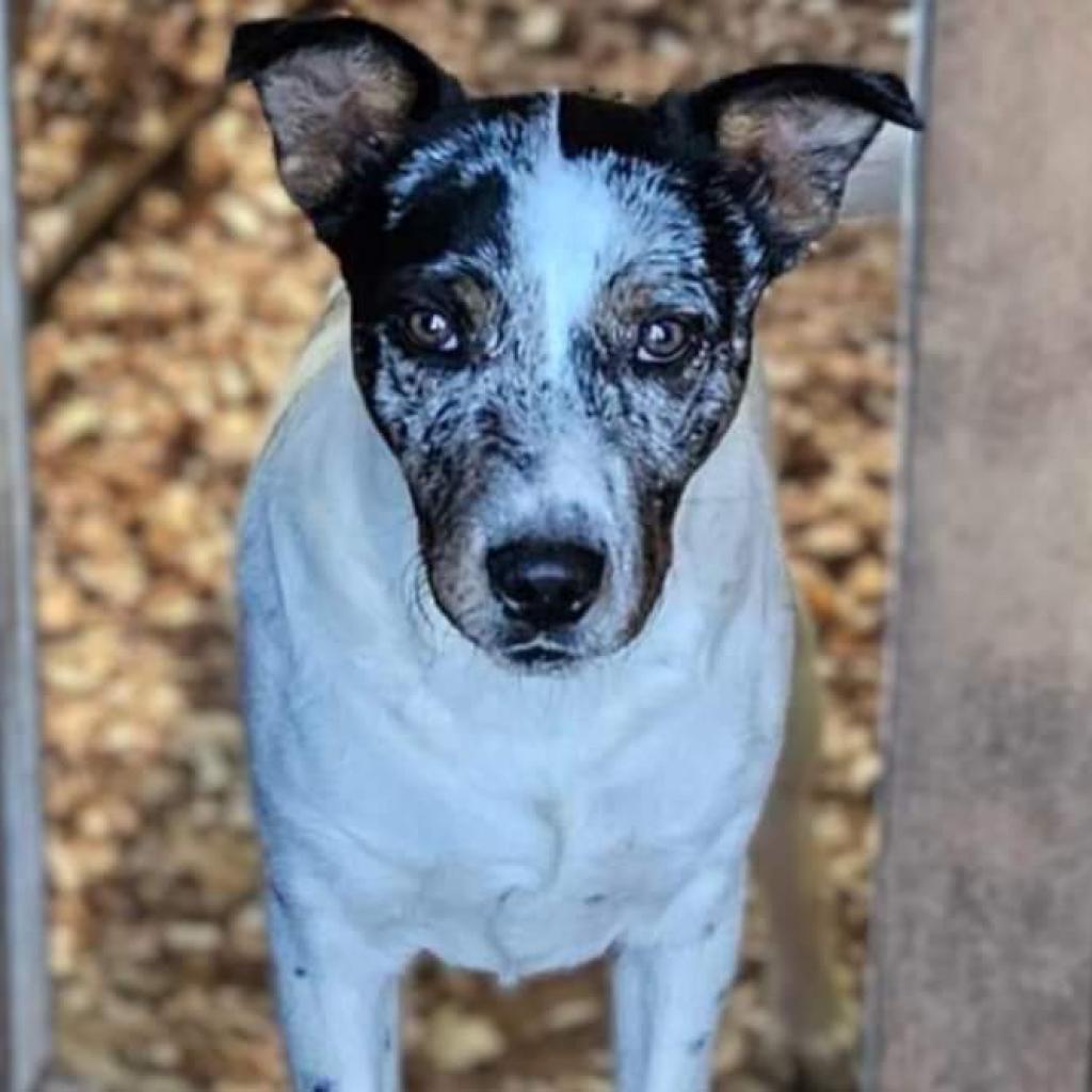 Jed, an adoptable Mixed Breed in Flintstone, MD, 21530 | Photo Image 1