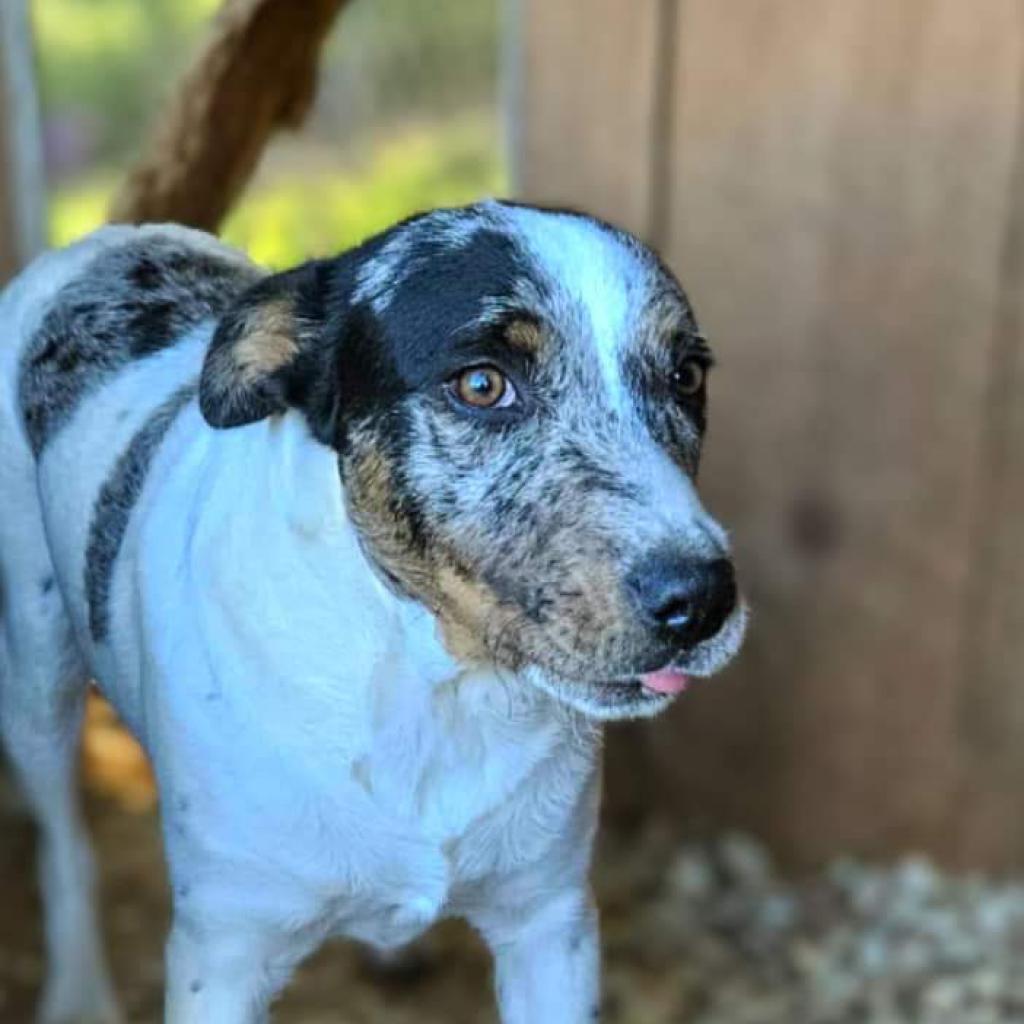 Jed, an adoptable Mixed Breed in Flintstone, MD, 21530 | Photo Image 2