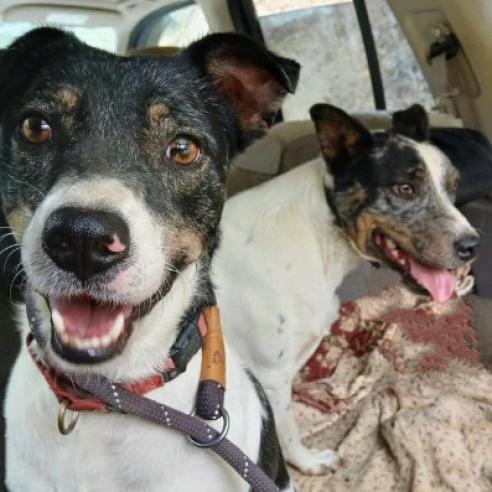 Jed, an adoptable Mixed Breed in Flintstone, MD, 21530 | Photo Image 2