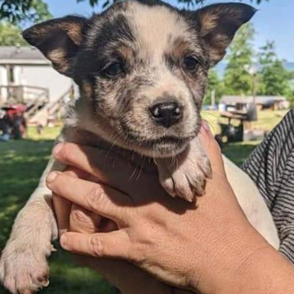 Jed, an adoptable Mixed Breed in Flintstone, MD, 21530 | Photo Image 4