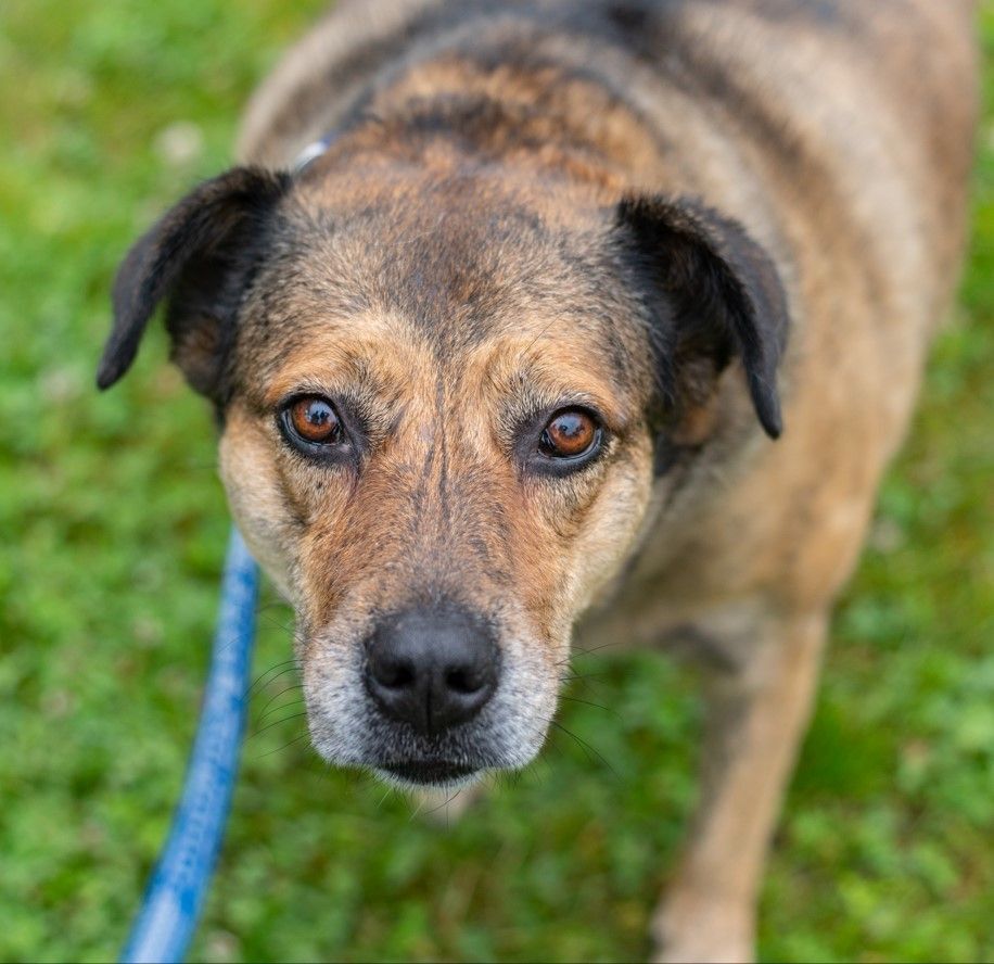 Dog for adoption - Cadi, a Shepherd Mix in Westbrook, ME | Petfinder