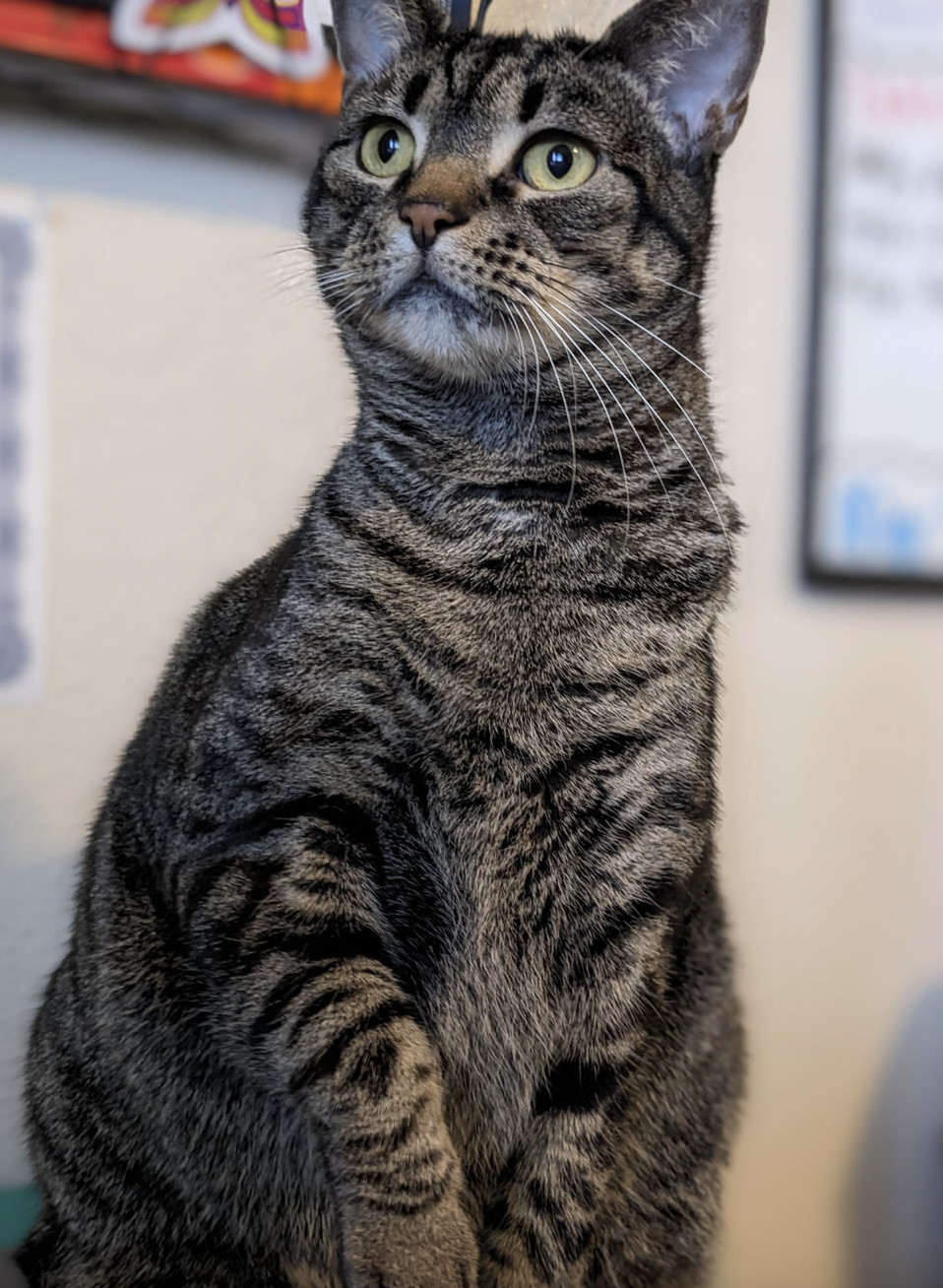 Goldie, an adoptable Domestic Short Hair in Coralville, IA, 52241 | Photo Image 1