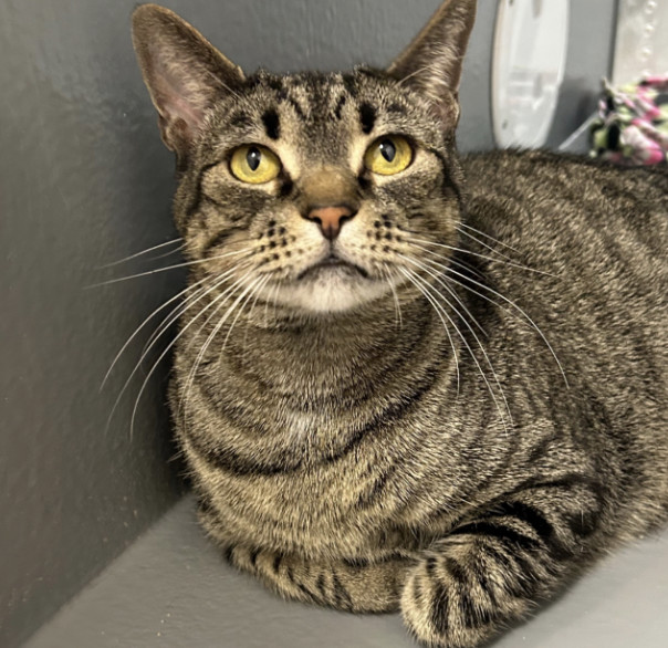 Goldie, an adoptable Domestic Short Hair in Coralville, IA, 52241 | Photo Image 2