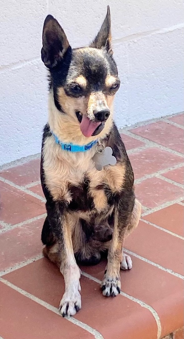 Older chihuahua deals for adoption