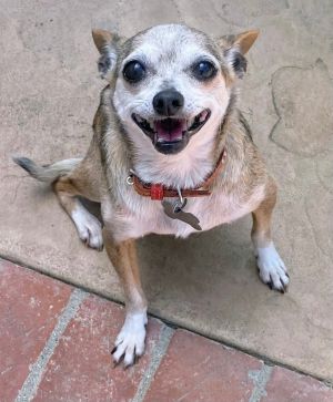 Ethel Chihuahua Dog