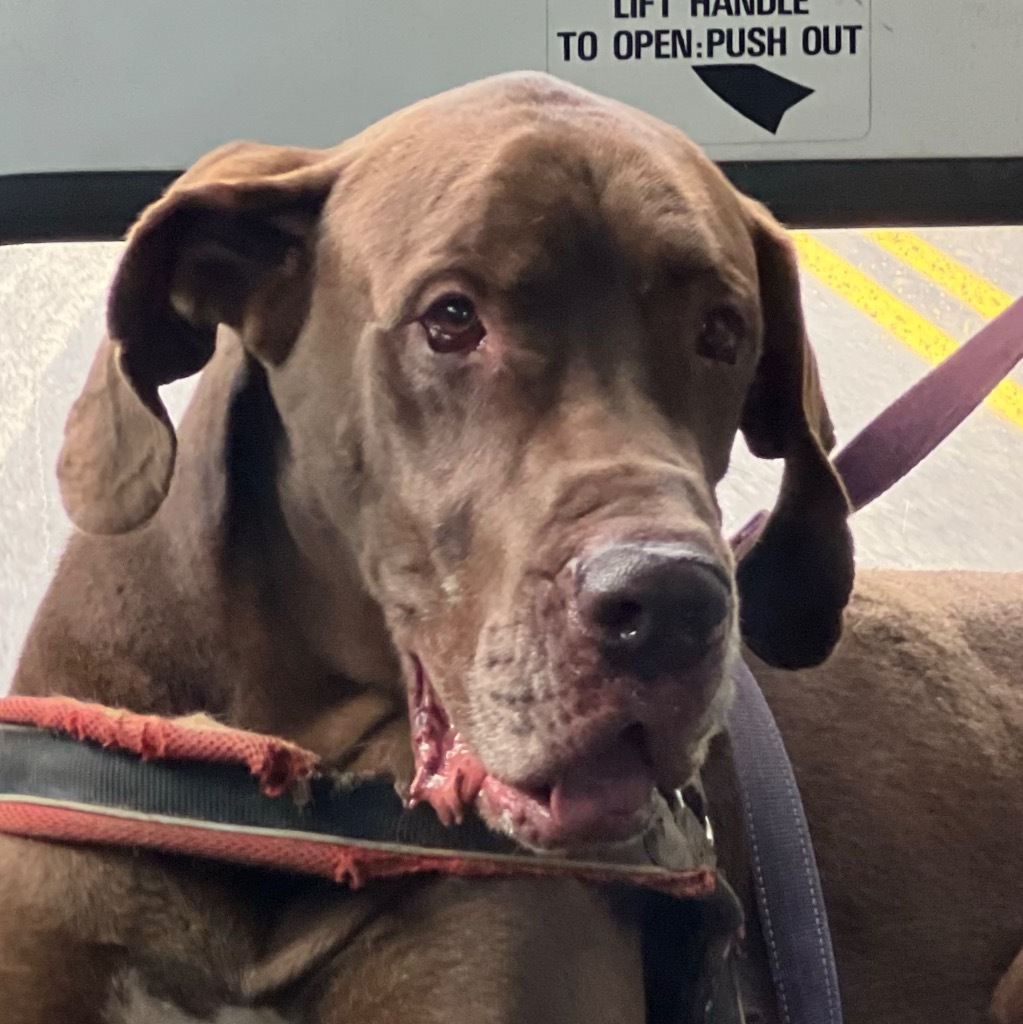 SCOOBY, an adoptable Great Dane in Crossville, TN, 38557 | Photo Image 1