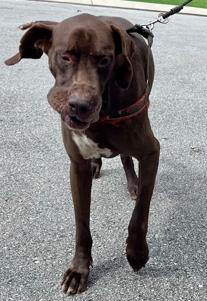 SCOOBY, an adoptable Great Dane in Crossville, TN, 38557 | Photo Image 3