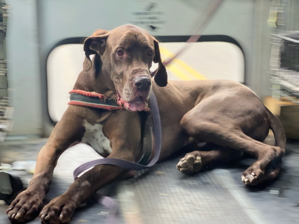 SCOOBY, an adoptable Great Dane in Crossville, TN, 38557 | Photo Image 4