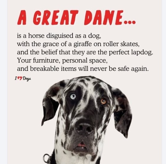 SCOOBY, an adoptable Great Dane in Crossville, TN, 38557 | Photo Image 5