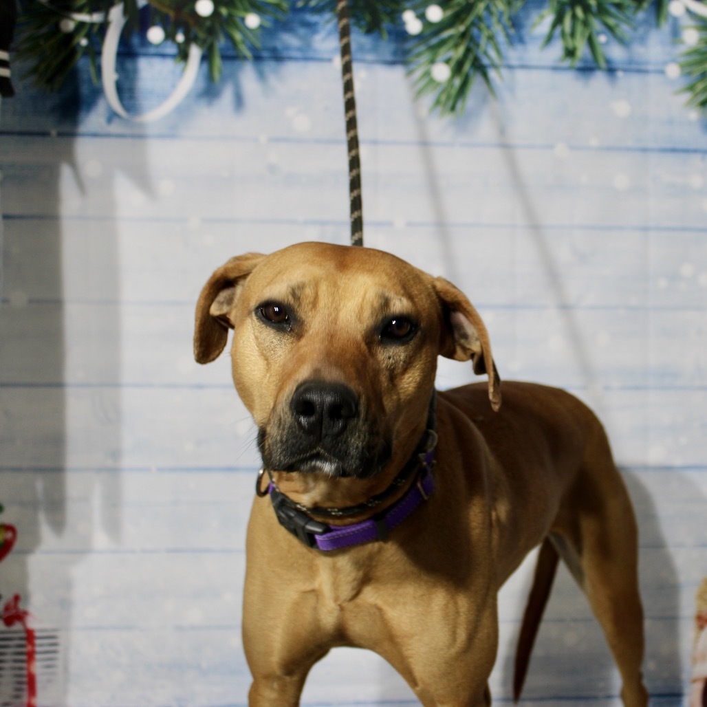 Mabel, an adoptable Hound in Pineville, MO, 64856 | Photo Image 1