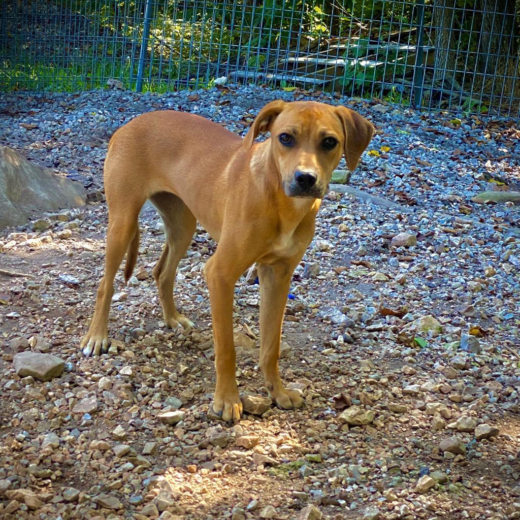 Mabel, an adoptable Hound in Pineville, MO, 64856 | Photo Image 2