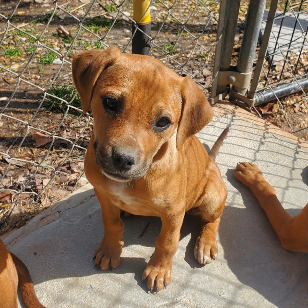 Mabel, an adoptable Hound in Pineville, MO, 64856 | Photo Image 3