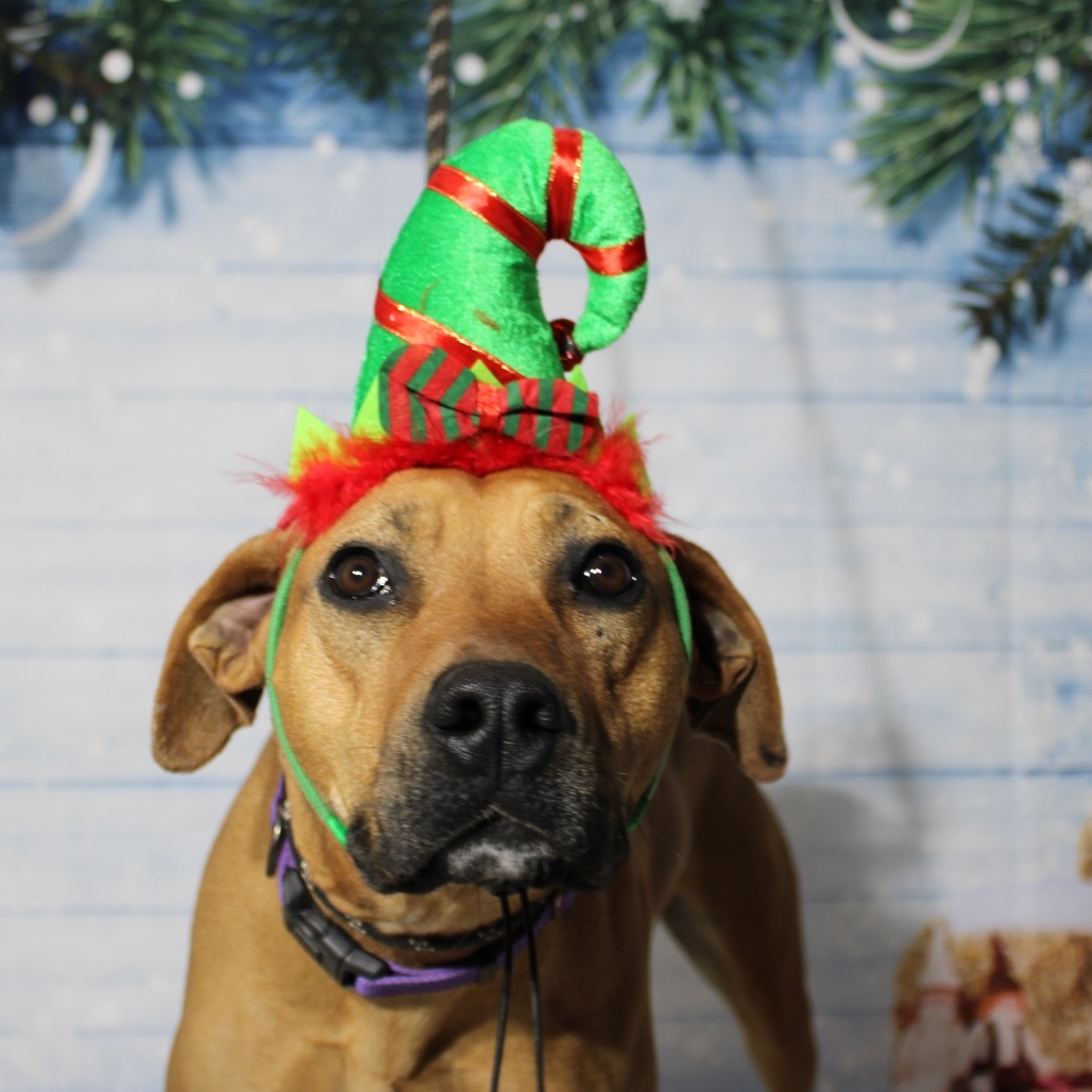Mabel, an adoptable Hound in Pineville, MO, 64856 | Photo Image 4
