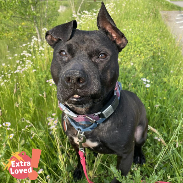 Namaste, an adoptable Mixed Breed in Pittsburgh, PA, 15237 | Photo Image 1