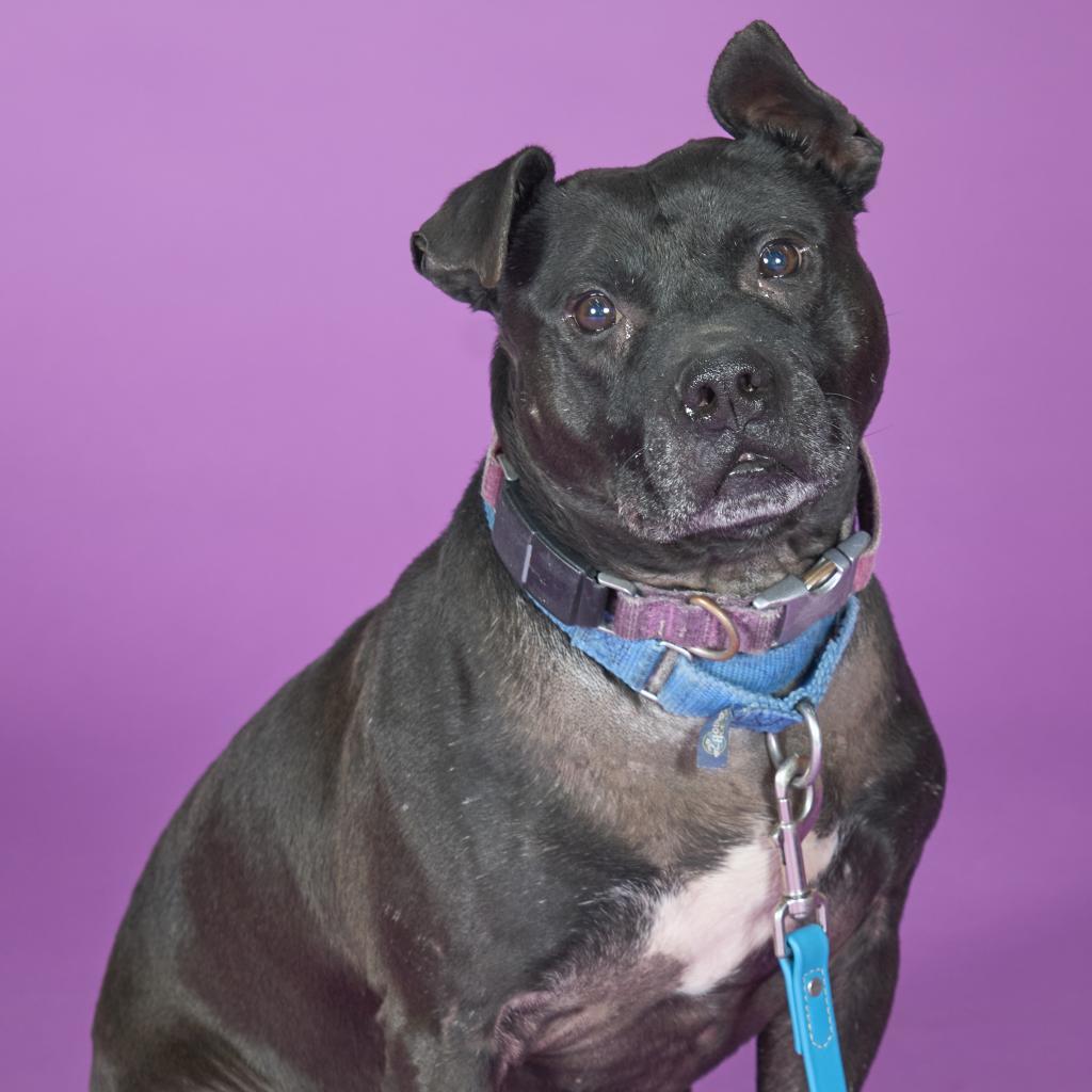 Namaste, an adoptable Mixed Breed in Pittsburgh, PA, 15237 | Photo Image 2