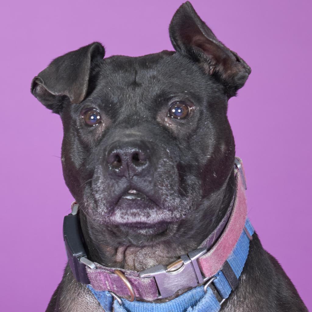 Namaste, an adoptable Mixed Breed in Pittsburgh, PA, 15237 | Photo Image 3