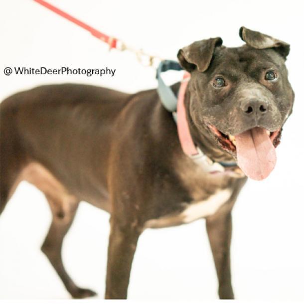 Namaste, an adoptable Mixed Breed in Pittsburgh, PA, 15237 | Photo Image 4