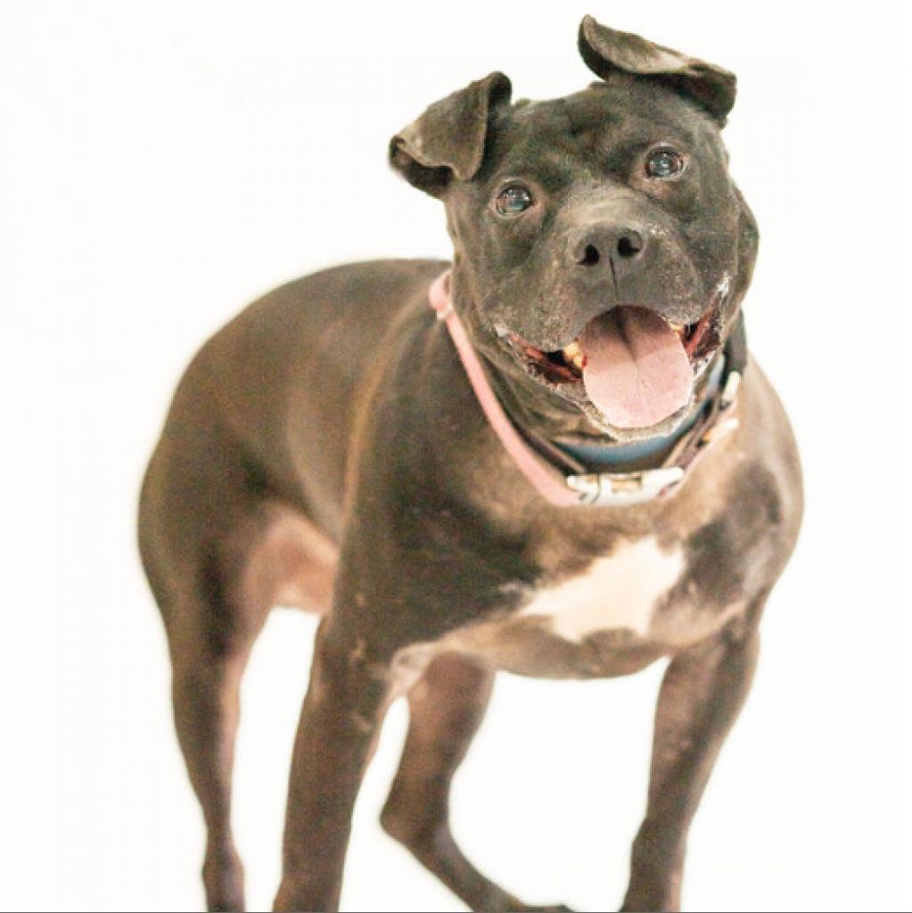 Namaste, an adoptable Mixed Breed in Pittsburgh, PA, 15237 | Photo Image 5