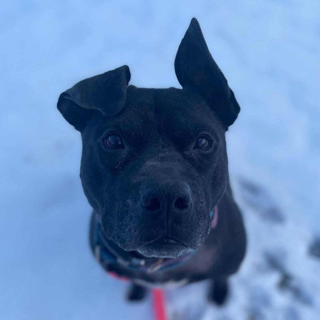 Namaste, an adoptable Mixed Breed in Pittsburgh, PA, 15237 | Photo Image 6