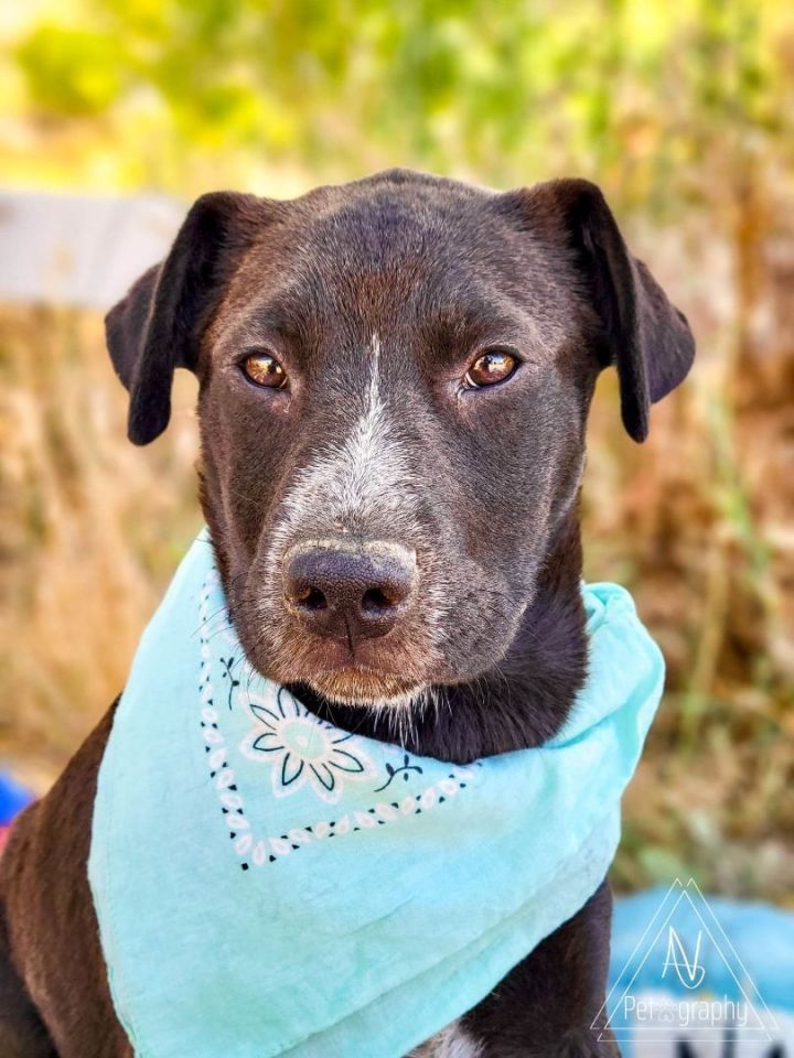 Pascal, an adoptable Black Labrador Retriever & Shepherd Mix in Temecula, CA_image-4