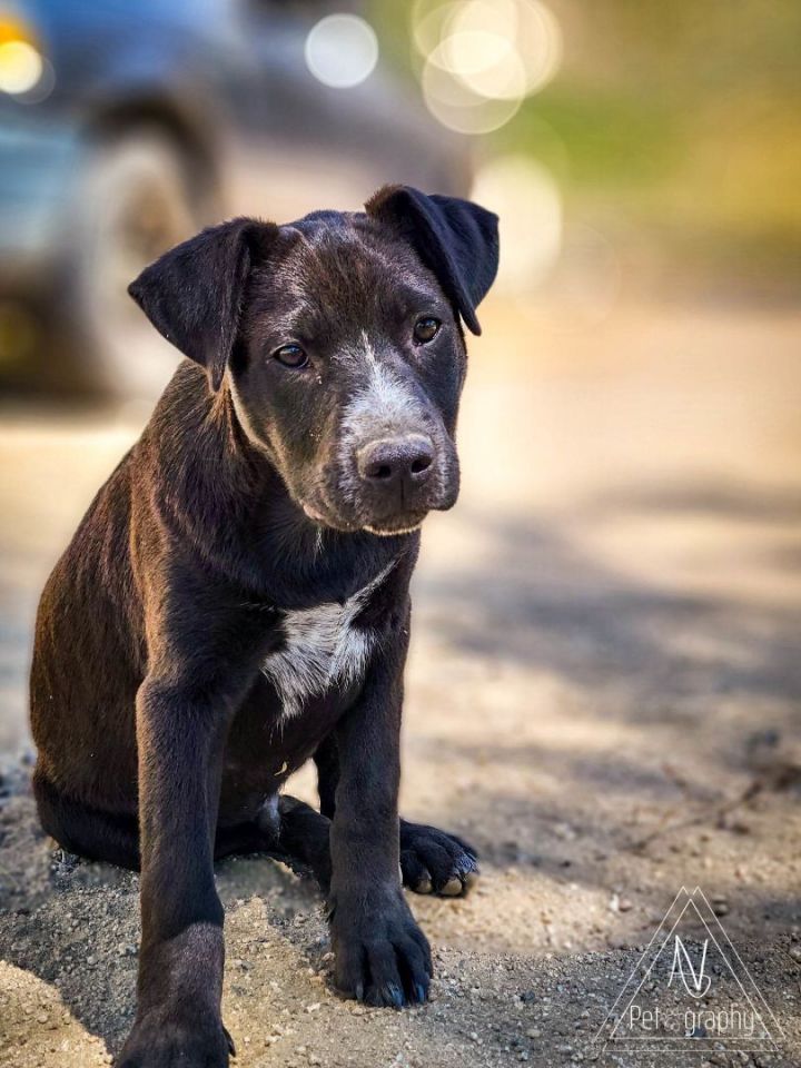 Pascal, an adoptable Black Labrador Retriever & Shepherd Mix in Temecula, CA_image-5