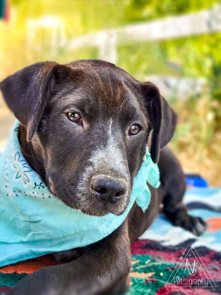 Pascal, an adoptable Black Labrador Retriever & Shepherd Mix in Temecula, CA_image-6